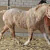 These Curly-Haired Horses Are Nature’s Best-Kept Secret – See Their Beauty!