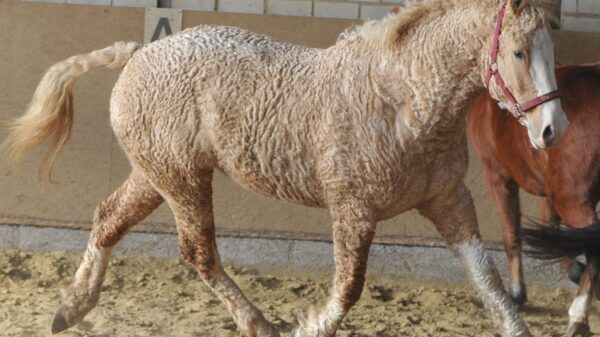 These Curly-Haired Horses Are Nature’s Best-Kept Secret – See Their Beauty!