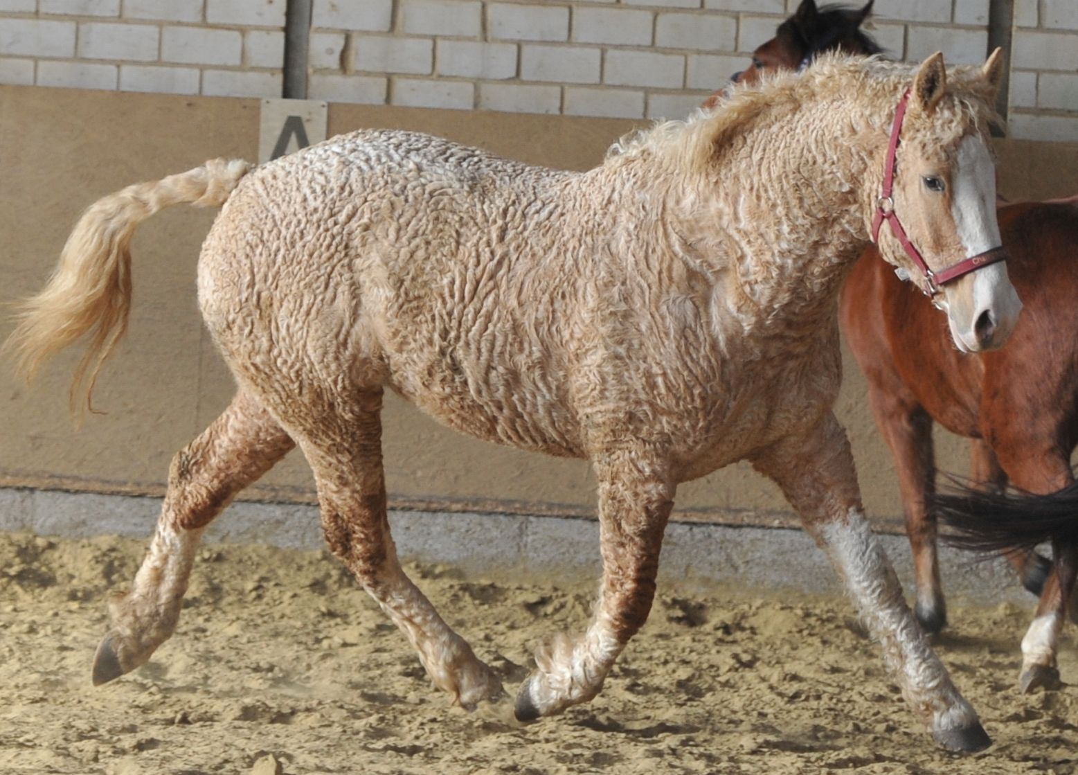 These Curly-Haired Horses Are Nature’s Best-Kept Secret – See Their Beauty!