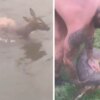 Man Bravely Risks His Life by Leaping into Freezing Canal to Rescue Drowning Deer