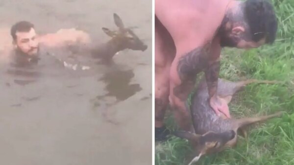 Man Bravely Risks His Life by Leaping into Freezing Canal to Rescue Drowning Deer