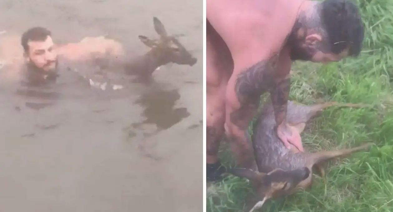 Man Bravely Risks His Life by Leaping into Freezing Canal to Rescue Drowning Deer