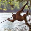 A Bornean orangutan was captured on camera skillfully using a spear tool for fishing.