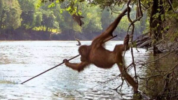 A Bornean orangutan was captured on camera skillfully using a spear tool for fishing.