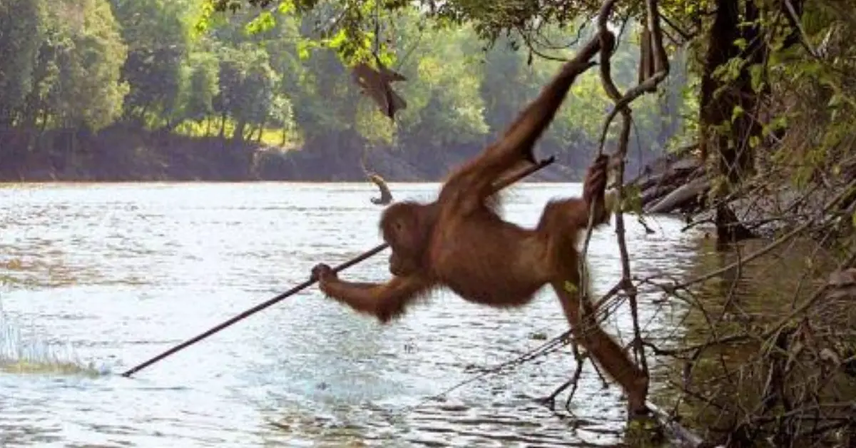 A Bornean orangutan was captured on camera skillfully using a spear tool for fishing.