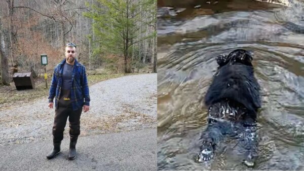 Man Jumps into Freezing River to Rescue Drowning Bear Cub