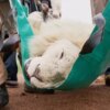 Rare Wild White Lion Rescued from a Life of Enduring Pain and Hardship