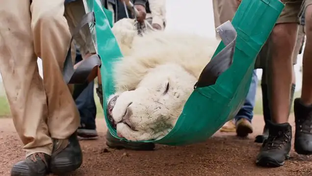 Rare Wild White Lion Rescued from a Life of Enduring Pain and Hardship