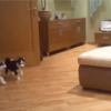 Heart-Melting! Husky Mom’s Playful Moments with Her Puppies Caught on Camera!