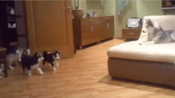 Heart-Melting! Husky Mom’s Playful Moments with Her Puppies Caught on Camera!