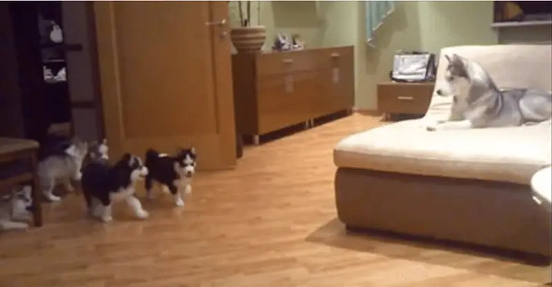 Heart-Melting! Husky Mom’s Playful Moments with Her Puppies Caught on Camera!