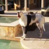 Denied a Swim, This Great Dane’s Hilarious Reaction Is a Must-See!