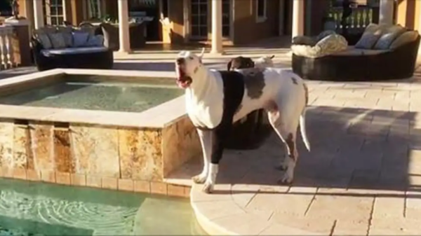 Denied a Swim, This Great Dane’s Hilarious Reaction Is a Must-See!