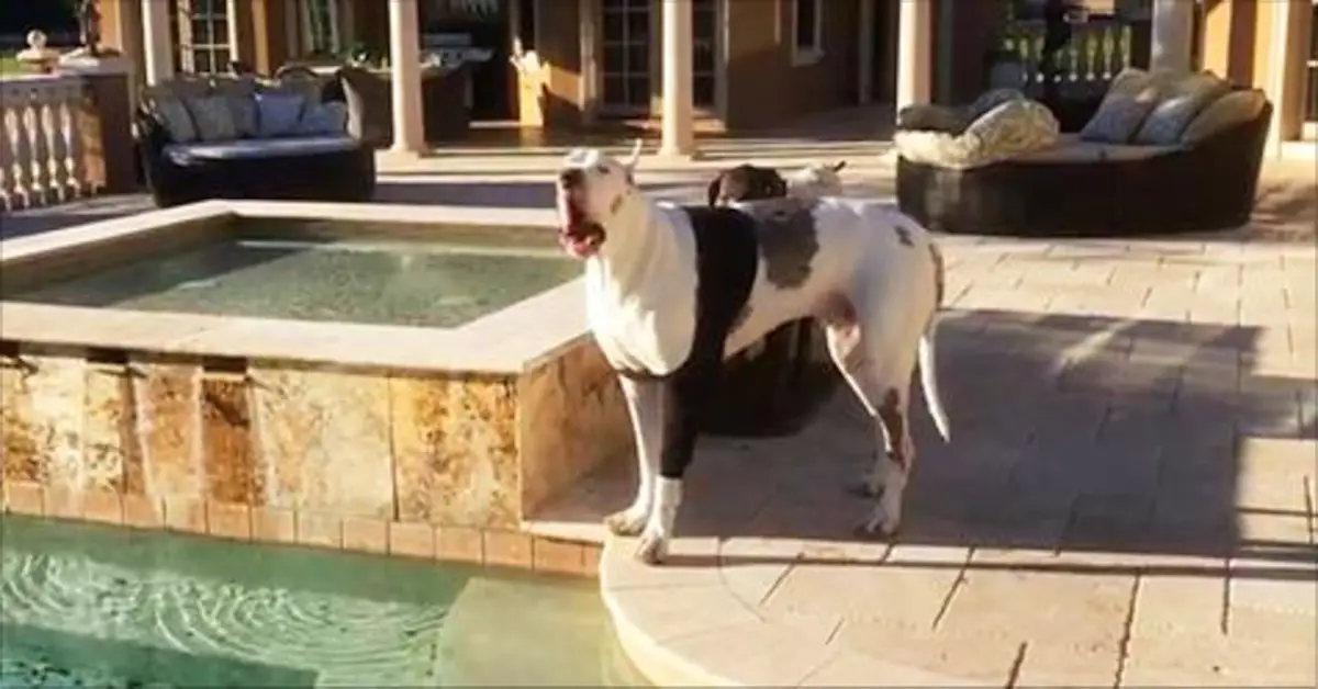 Denied a Swim, This Great Dane’s Hilarious Reaction Is a Must-See!