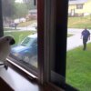 Cockatoo’s Hilarious Excitement When Dad Arrives Home Will Make Your Day!