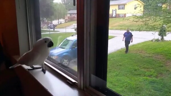 Cockatoo’s Hilarious Excitement When Dad Arrives Home Will Make Your Day!