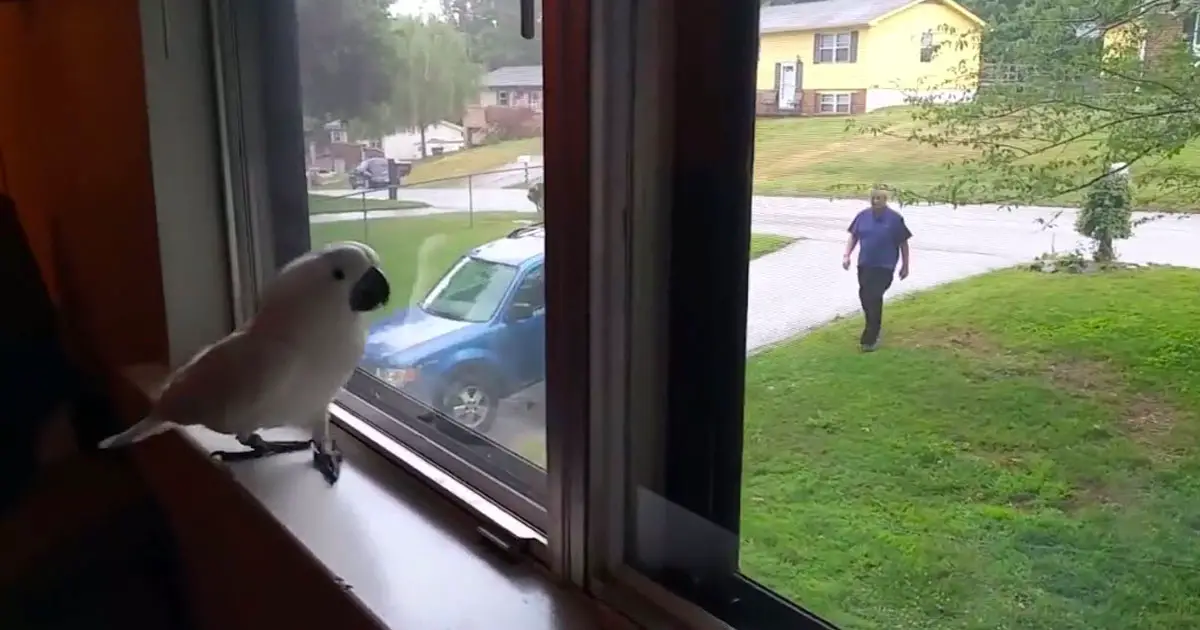 Cockatoo’s Hilarious Excitement When Dad Arrives Home Will Make Your Day!