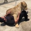 Man Reunites with the Lion He Once Rescued!