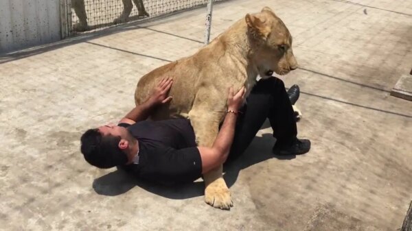 Man Reunites with the Lion He Once Rescued!