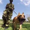 Dog fiercely protects against poachers, proving that he’s not just man’s best friend