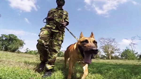 Dog fiercely protects against poachers, proving that he’s not just man’s best friend