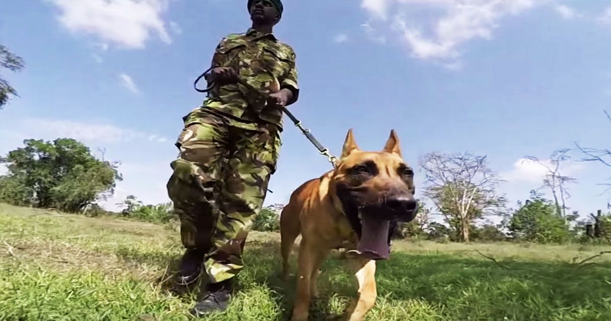 Dog fiercely protects against poachers, proving that he’s not just man’s best friend