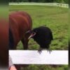 Raven won’t stop squawking on fence. Humans later realize the emergency