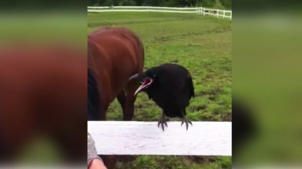 Raven won’t stop squawking on fence. Humans later realize the emergency