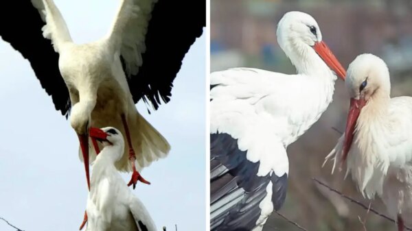 A stork travels thousands of miles annually just to reunite with his injured soulmate.