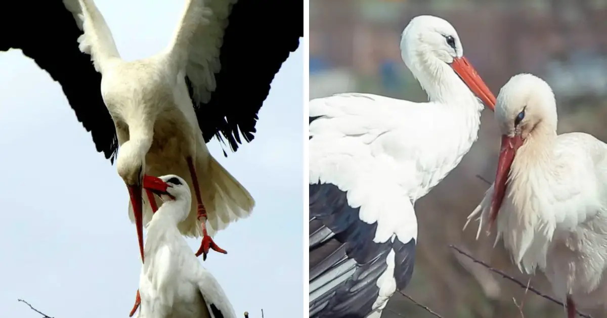 A stork travels thousands of miles annually just to reunite with his injured soulmate.