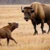 Pit Bull Attacks a Bison and Quickly Learns a Harsh Lesson