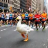 Wrinkle the Duck Earns Another NYC Marathon Medal