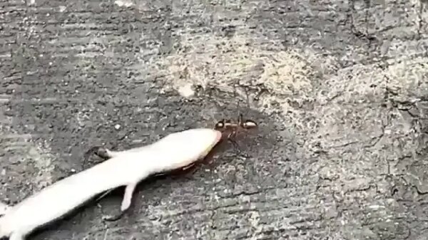 Determined Ant Drags Lizard Body in Stunning Display of Strength