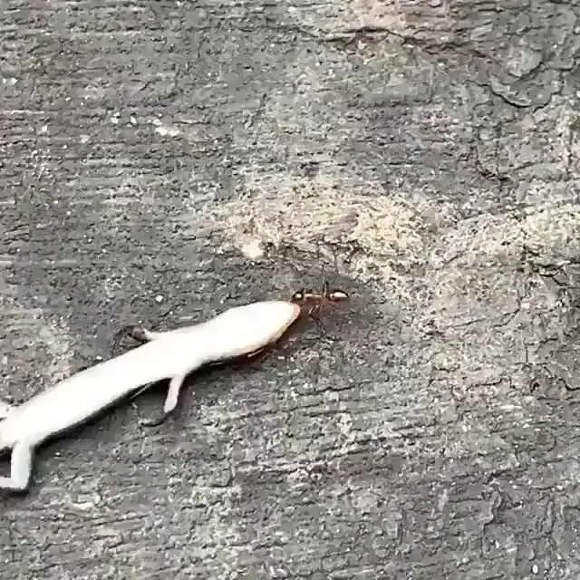 Determined Ant Drags Lizard Body in Stunning Display of Strength