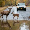 Deer Joins Local Children for a Puddle Playdate in Small Town