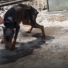 Abandoned Doberman Found In A Rough Shape Can’t Hide Happiness After Being Rescued