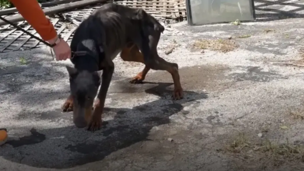 Abandoned Doberman Found In A Rough Shape Can’t Hide Happiness After Being Rescued