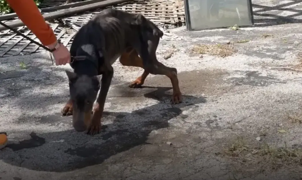 Abandoned Doberman Found In A Rough Shape Can’t Hide Happiness After Being Rescued