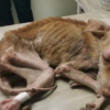 Heartbroken To Find A Severely Malnourished Dog Living Next To A Highway