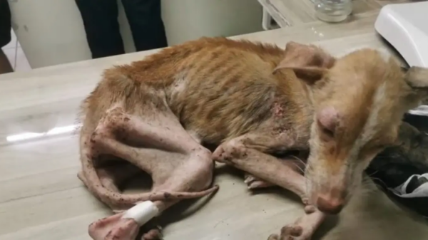 Heartbroken To Find A Severely Malnourished Dog Living Next To A Highway