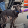 Extremely Emaciated Dog Found Under The Bridge Became A Real Beauty After Amazing Recovery