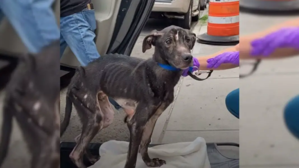 Extremely Emaciated Dog Found Under The Bridge Became A Real Beauty After Amazing Recovery