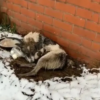 A Dog Cruelly Thrown Out Of A House, Only To Discover She Had Babies