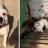 Rescuers Called After Person Buys A House And Finds Pit Bull Chained Uρ In The Basement