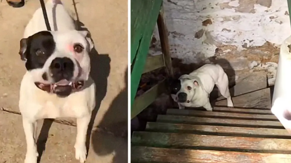 Rescuers Called After Person Buys A House And Finds Pit Bull Chained Uρ In The Basement