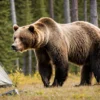 Camper Finds Grizzly Bear Searching for Food Outside his Tent