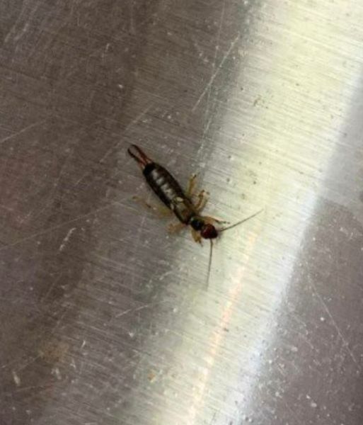 Find This Bug? Here’s What It Could Mean for Your Home